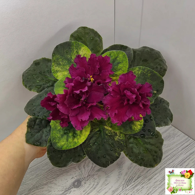 ЕК-Жара (Е. Коршунова) 2018 г.