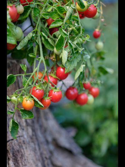Томат Ditmarscher "Suspension rose" (Дитмаршевская Розовая Подвеска), 10 шт