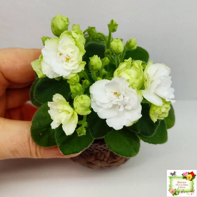 Irish Flirt mini (S.Sorano)