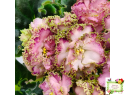 ЛЕ-Медуница (Е. Лебецкая) 2020 г.