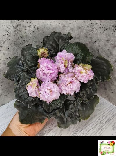 БР-Кудряшка (С. и Н. Буркацкие) 2021 г.