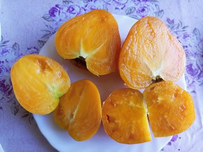 Томат гном Абрикос Виллы Карибу (Dwarf Willa’s cariboo apricot)