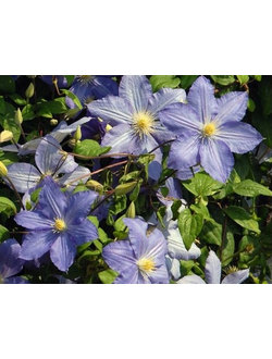 Клематис Vistula (Вистула), контейнер 2л