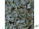 JBL Spirulina - Корм с высоким содержанием спирулины для растительноядных рыб, 100 мл