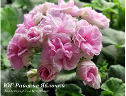 Пеларгония ЮГ Райские Яблочки фото