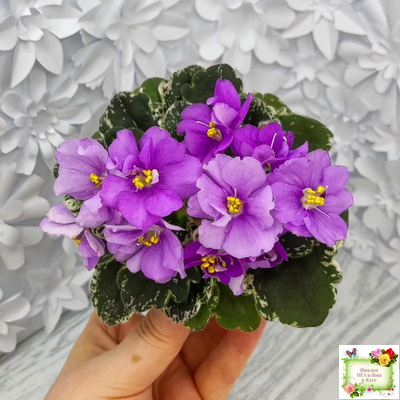 Sky Jems (Johnson) (лист посажен 29.01.26)