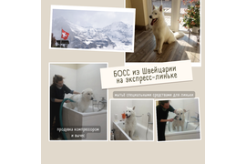 Швейцарская овчарка БОСС