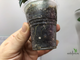 20/11/2024 Hoya Carnosa compacta