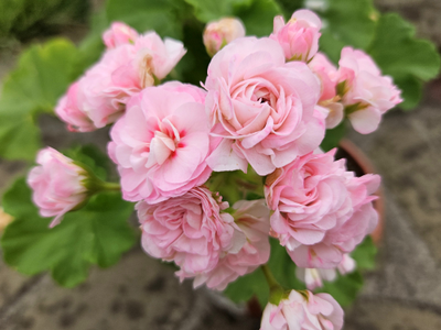 Пеларгония СиМ-Леди Роуз