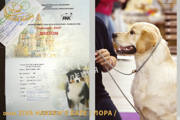 "Созвездие-2018" - всероссийская выставка (ОАНКОО-РКФ, ранга Чемпион РКФ), г.Москва. Эксперт Бегма И.В. /Россия/. 11 мес /Ziva Heaven's Gate/ - получила свои отлично, CW, ЮСАС.