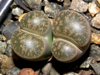 Lithops lesliei v.minor 'Witblom' C006A - 10 семян