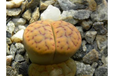 Lithops schwantesii ssp. schwantesii v. schwantesiii `triebneri` 