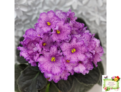 АВ-Самый Сок (Фиалковод) 2022 г.