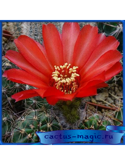 Lobivia dobeana JO 135