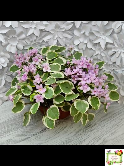 Жемчужный Восторг (Д. Глушакова) листовая химера (пасынок сорт посажен 20.10.25)