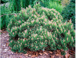 Сосна горная Mops, C3