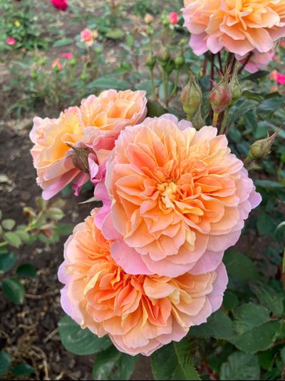 Импрессионист (The Impressionist)