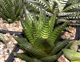 Haworthia limifolia (Голландия)