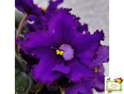 РМ-Черный Оникс (Н. Скорнякова) 2023 г.