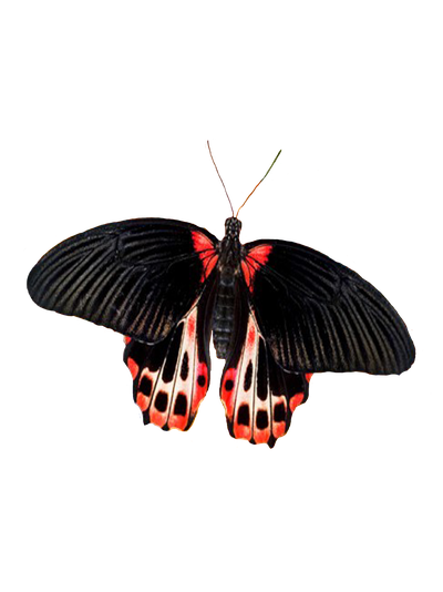 Салют из 3 бабочек