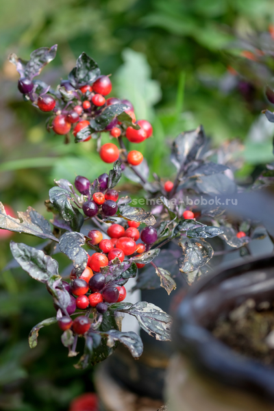 Перец острый Indonesian x Purple Flash, 10 шт