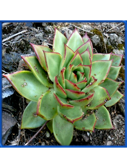 Echeveria agavoides 'Hidalgo'