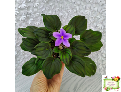 LV-Астемир (Л. Шевелева) 2025 г. трейлер (пестролистный клакамас)