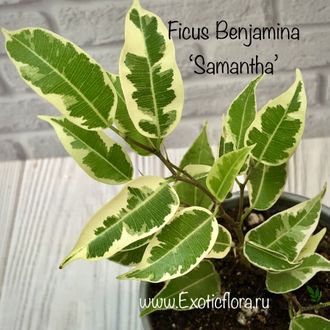 Ficus Benjamina Samantha / фикус Бенджамина Саманта