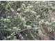 Затария, Персидский тимьян (Zataria multiflora) Иран, 5 мл - 100% натуральное эфирное масло