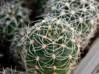Gymnocalycium gertii  ssp. evelyniae VG-1170 (D=12mm)