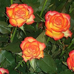 Тукан (Tucan), срезочная, Tantau .15