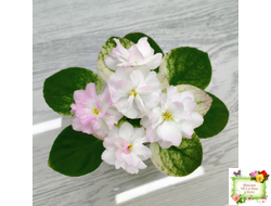 СВ-Город Грасс (О. Емельянова) 2024 г. трейлер (лист укоренённый)