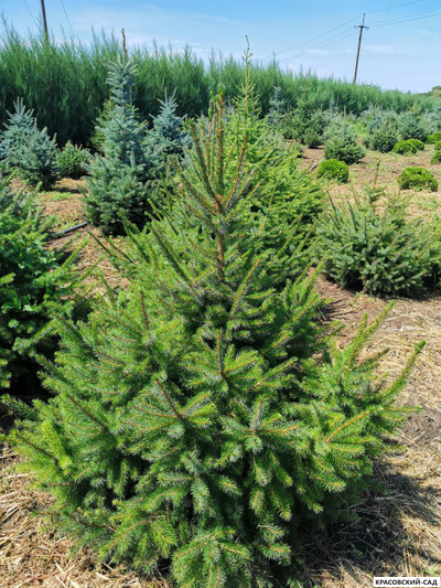 Ель Сербская - Picea Omorika