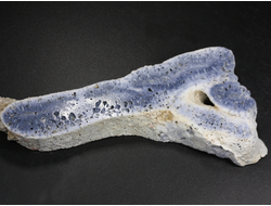 Коралл голубой Акори, Австралия (120*44*14 мм, 58 г) №37710