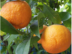 Апельсин горький (бигардия, померанец) (Citrus aurantium var. amara) Испания, 5 мл - 100% натуральное эфирное масло