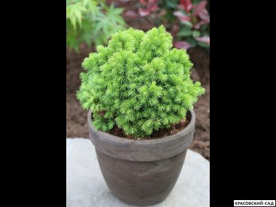 Ель сизая Альберта Глоб фото в горшке - красовский-сад.рф