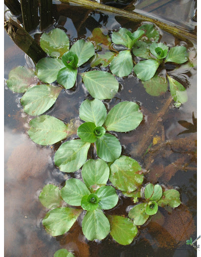 Людвигия Мато Гроссо (Ветка)