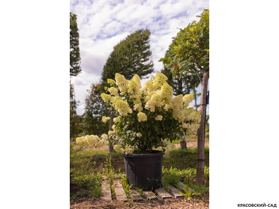 Гортензия Диамантино - Diamantino