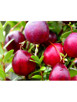 Клюква крупноплодная "Пилигрим",  С2