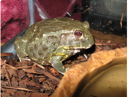 Лягушка водонос (Pyxicephalus abspersus)