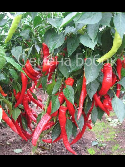 Перец острый Чудо Подмосковья, 10 шт