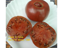 Томат Гари о Сена (Gary'O Sena)