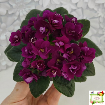 Precious Red (H. Pittman) (9724) 01/15/2007