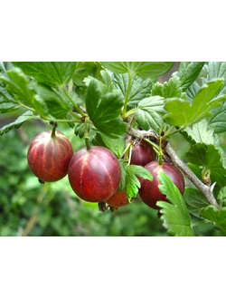 Крыжовник  Русский красный