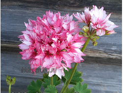 Пеларгония Ирида Орион