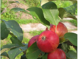 Коллет (яблоня)