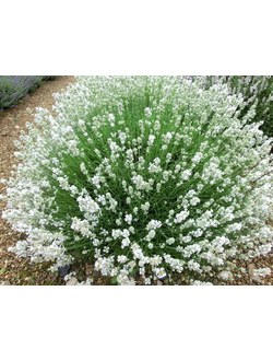 ЛАВАНДА узколистная "Сентивия Сильвер" ( Sentivia Silver )