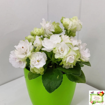 Irish Flirt mini (S.Sorano)