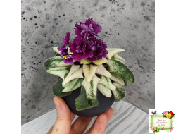 ЛЕ-Глинтвейн (Е. Лебецкая) 2019 г.