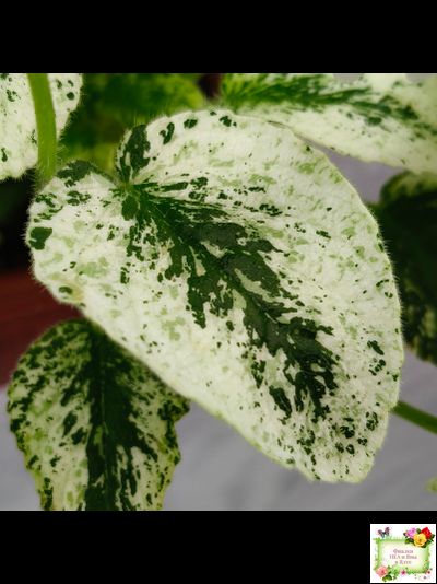 Alan’s Fallen Angel (A.Murphy) трейлер